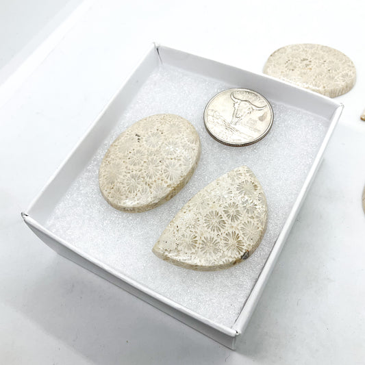 Fossilized Coral Cabochons